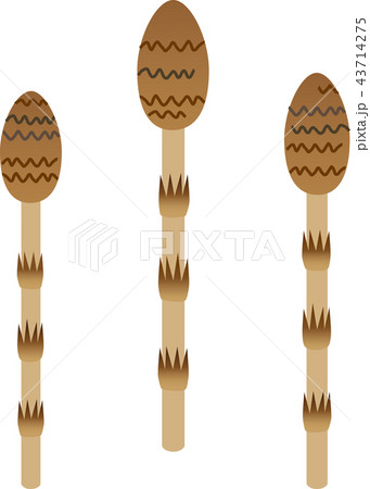 つくし つくし 43714275