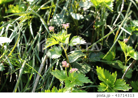 花点草 花点草 43714313