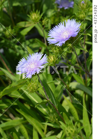 Stokes aster 43714392