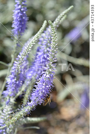 Spiked speedwell 43714393
