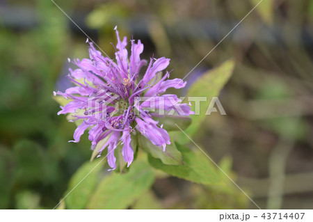 Bee balm Violacea Bee balm Violacea 43714407