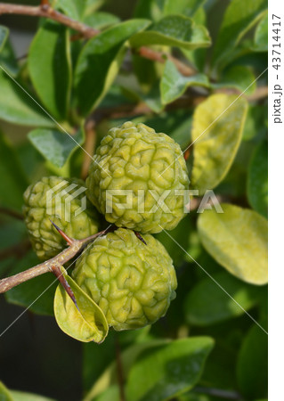 Mandarin melon berry Mandarin melon berry 43714417