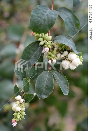 Coralberry Coralberry 43714419
