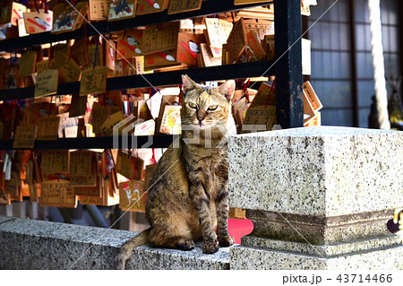 神社境内のネコと絵馬 神社境内のネコと絵馬 43714466