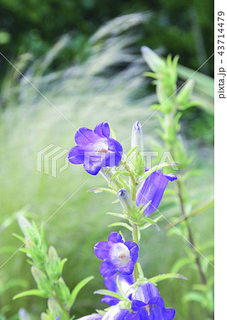清楚なツリガネソウ 43714479