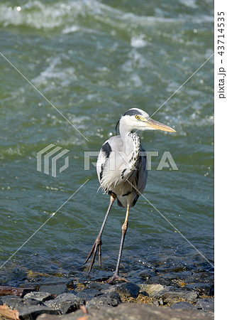 アオサギ アオサギ 43714535