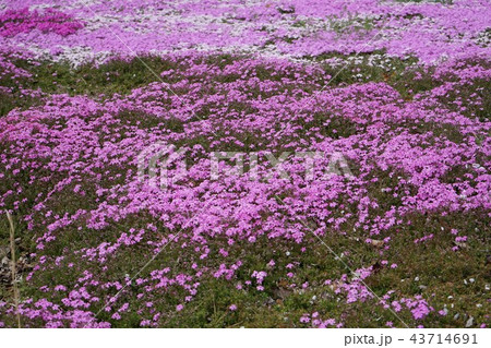 宇部市常盤公園－芝桜 43714691