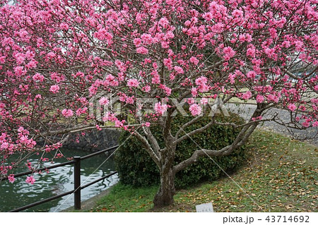 宇部市常盤公園-ハナモモ 宇部市常盤公園-ハナモモ 43714692