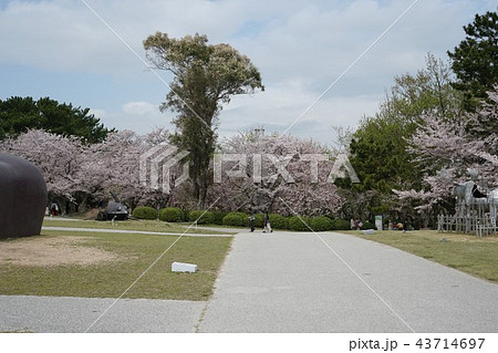 宇部市常盤公園-花見 宇部市常盤公園-花見 43714697
