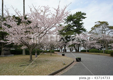 宇部市常盤公園－花見 43714733