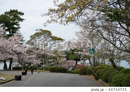 宇部市常盤公園－花見 43714735