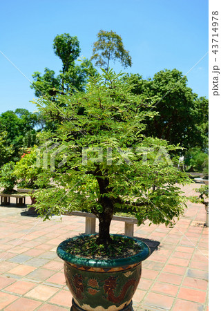 ベトナム　ティエムー寺院 43714978