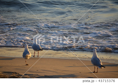 夕日に染まる浜辺のかもめ オーストラリア西海岸 フリーマントルの写真素材