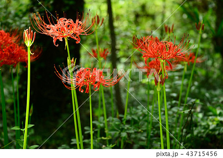 ヒガンバナ ヒガンバナ 43715456