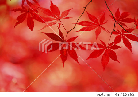 紅葉 43715565