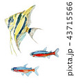 熱帯魚のイラスト ネオンテトラ エンゼルフィッシュ 43715566