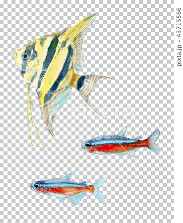 熱帯魚のイラスト ネオンテトラ エンゼルフィッシュ 43715566