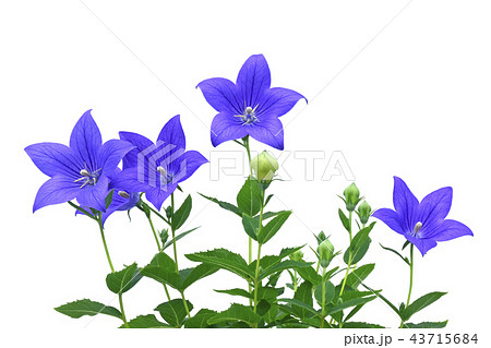 桔梗の花 秋の七草のひとつ( fix撮影 ) 桔梗の花 秋の七草のひとつ( fix撮影 ) 43715684