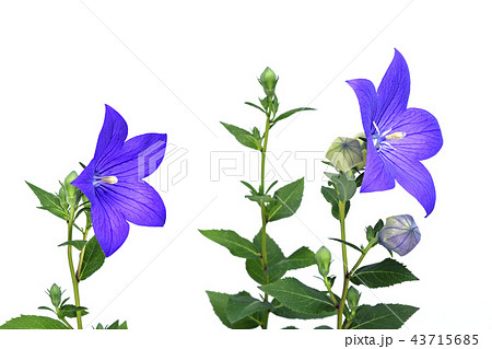 桔梗の花 ( fix撮影 ) 桔梗の花 ( fix撮影 ) 43715685