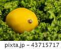 close up view of curvy lettuce leaves 43715717