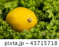 close up view of curvy lettuce leaves 43715718
