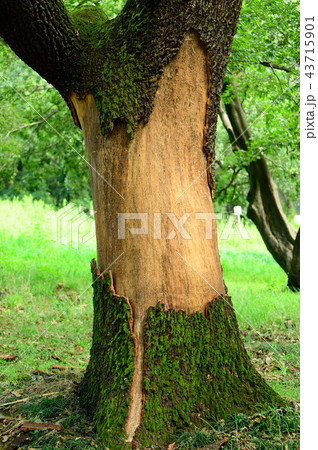 エノキ（台風の風力で木の皮が剥がれ落ちている様子） 43715901