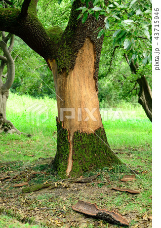 （台風の風力で木の皮が剥がれ落ちている様子） 43715946