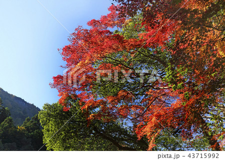 紅葉 43715992