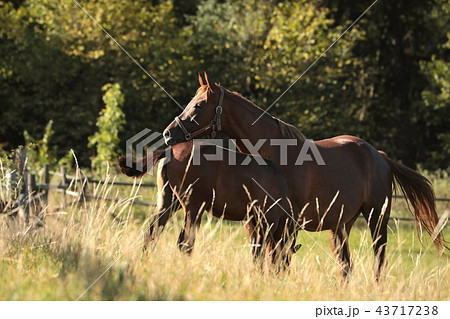 Mare in the pasture in the morning 43717238