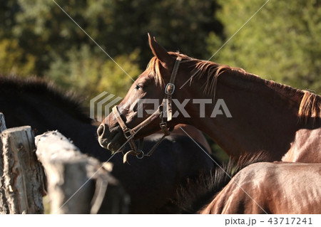 Mare in the pasture in the morning 43717241