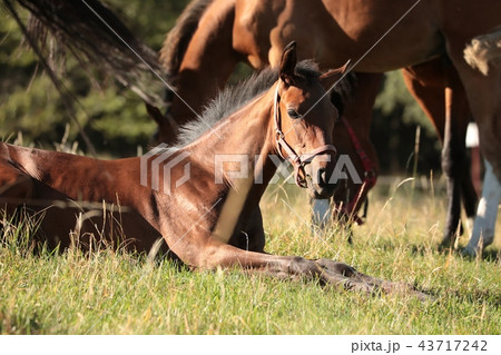 The foal rests on the pasture 43717242