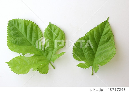 桑の葉 桑の葉 43717243