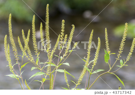 花粉症の草 ブタクサの写真素材