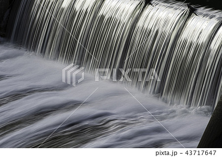 野鳥 野鳥 43717647