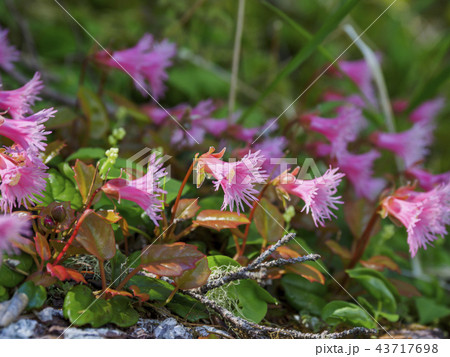 群生するコイワカガミ 群生するコイワカガミ 43717698