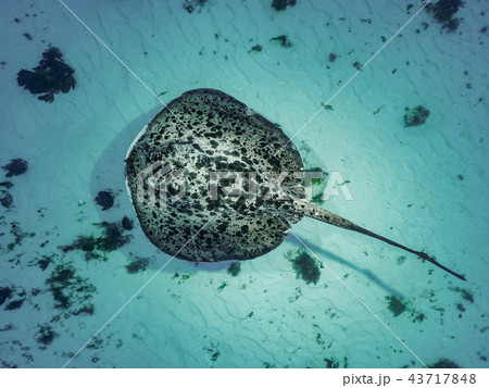 マダラエイ 43717848