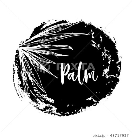 Coconut palm or queen palmae with leaves poster Coconut palm or queen palmae with leaves poster 43717937