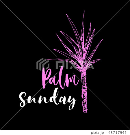 Coconut palm or queen palmae with leaves poster Coconut palm or queen palmae with leaves poster 43717945