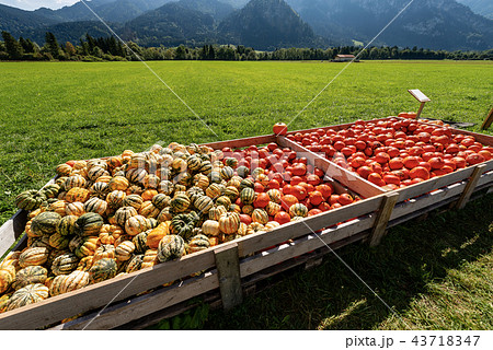 Harvest of Pumpkins - Bavaria Germany Harvest of Pumpkins - Bavaria Germany 43718347