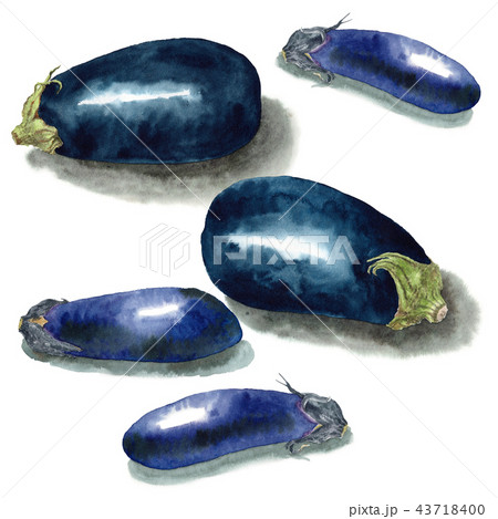 アナログ水彩茄子と米茄子セット 43718400