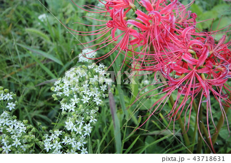 曼珠沙華 曼珠沙華 43718631