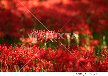 ヒガンバナ ヒガンバナ 43718638