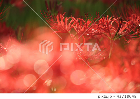 ヒガンバナ 43718648