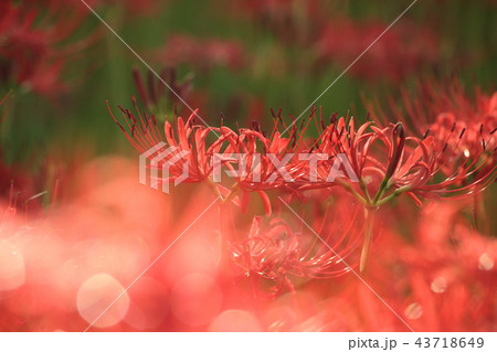 ヒガンバナ 43718649