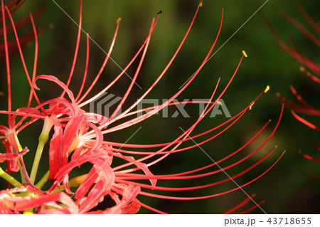 ヒガンバナ ヒガンバナ 43718655