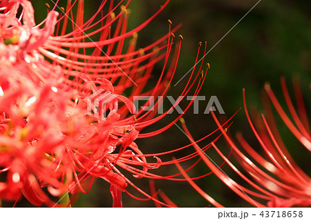 ヒガンバナ 43718658