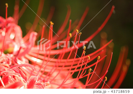 ヒガンバナ 43718659