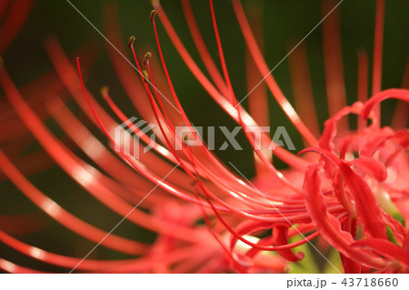 ヒガンバナ ヒガンバナ 43718660