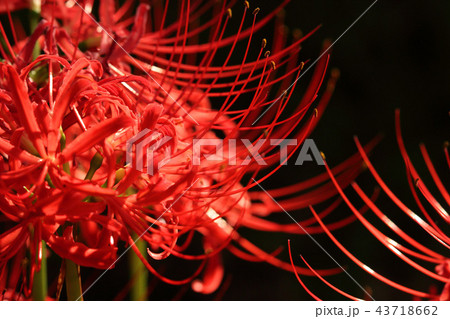 ヒガンバナ 43718662
