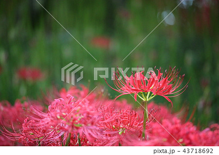ヒガンバナ 43718692